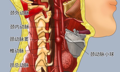 人参的功效和作用主治-人参功效大补元气、人参功效大揭秘 -人参功效大网